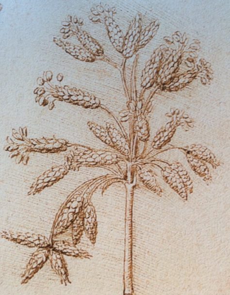 Archivio storico del Frutto e del Fiore